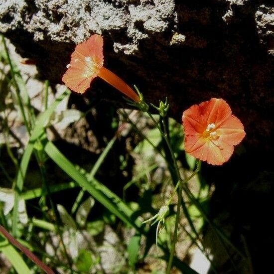 Ipomoea cristulata Habitus