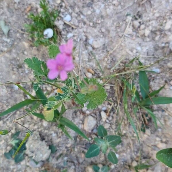 Erodium aethiopicum Floro