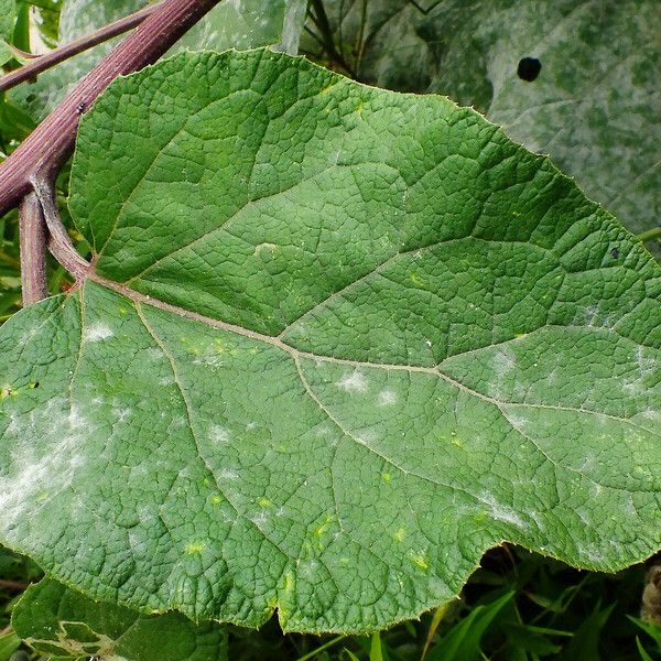 Arctium tomentosum Folla