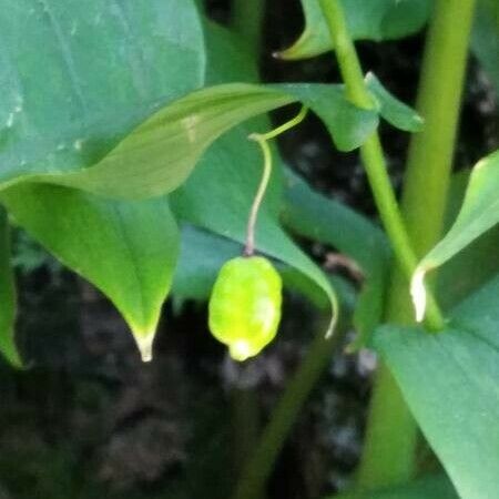 Streptopus amplexifolius Fruit