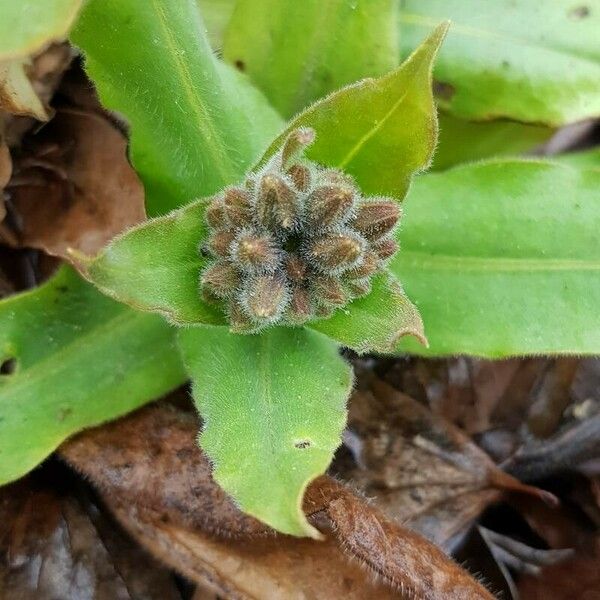 Pulmonaria mollis Other