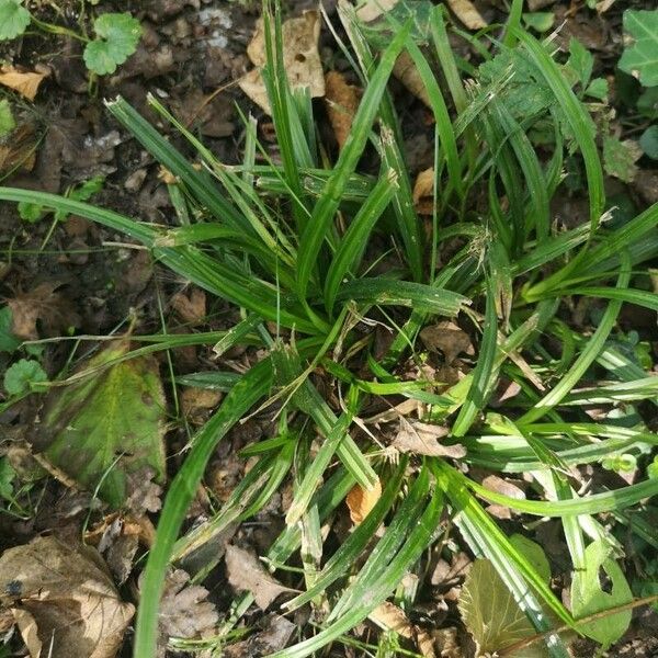 Carex sylvatica Leaf