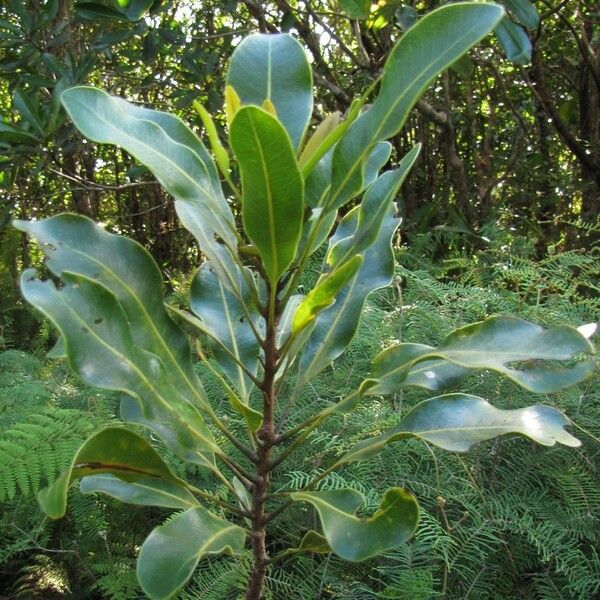 Virotia vieillardii Habitus