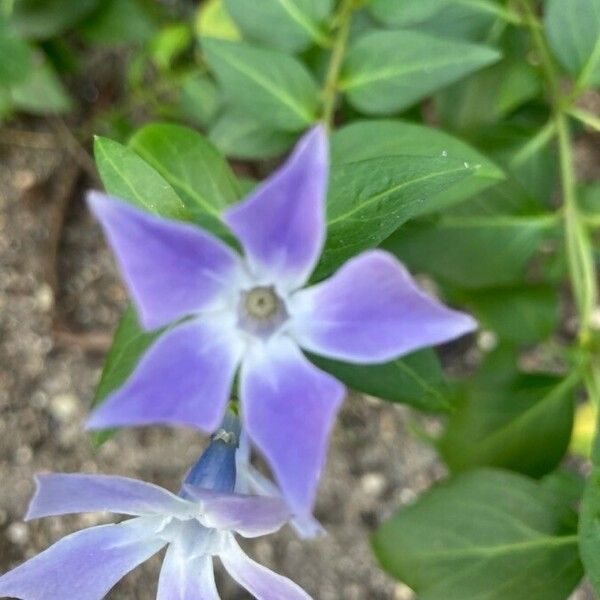 Vinca major Blomma