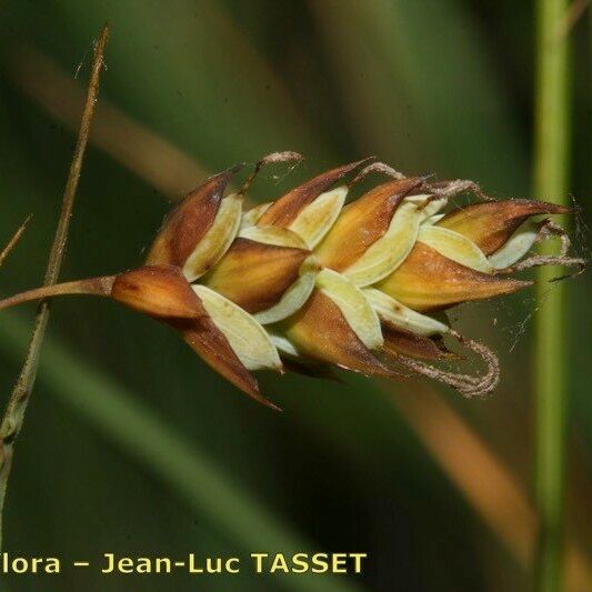 Carex limosa Квітка