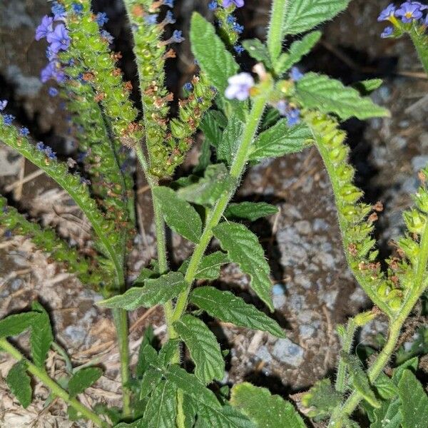 Heliotropium amplexicaule Kůra