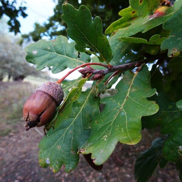 Quercus robur अन्य
