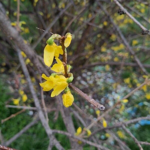 Forsythia suspensa Kvet