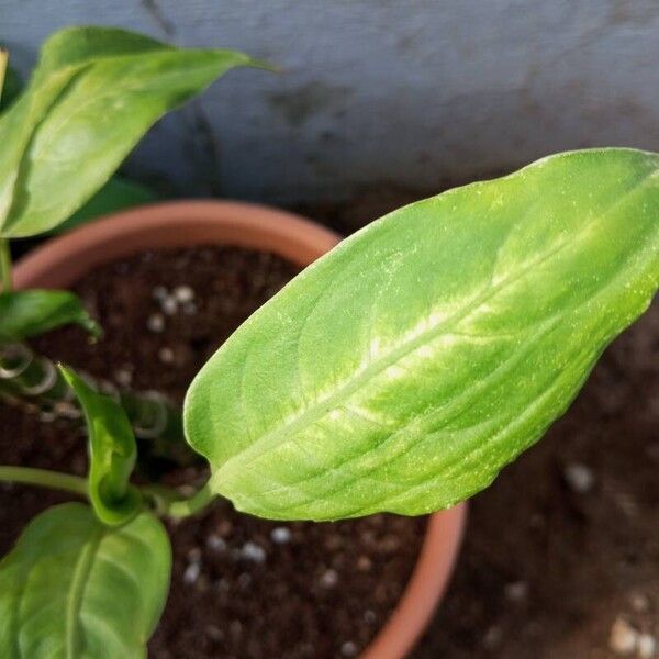 Dieffenbachia seguine 葉