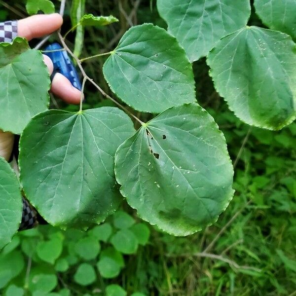 Cercidiphyllum japonicum Lehti