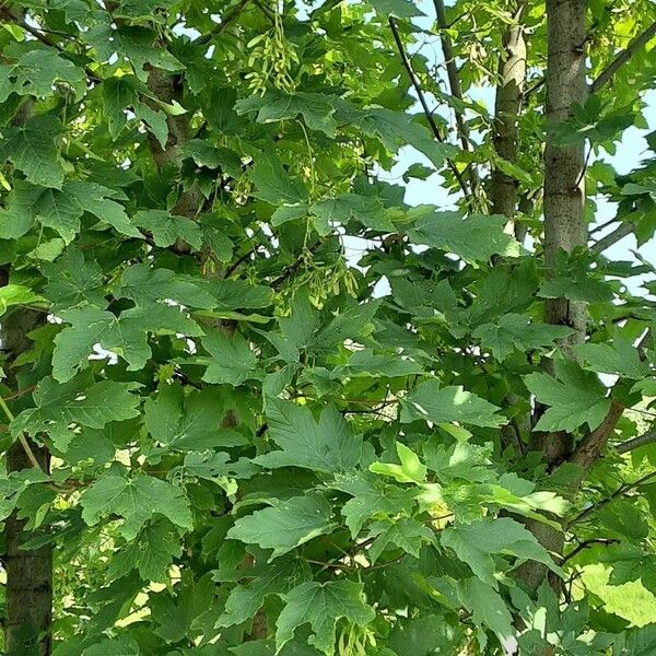 Acer spicatum موطن