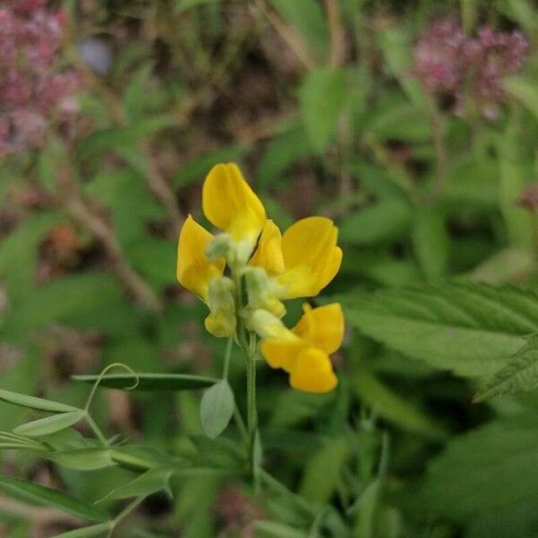 Lathyrus pratensis Blomst