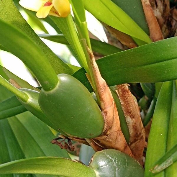 Maxillaria variabilis Rinde