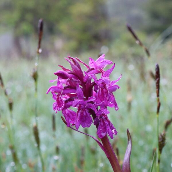 Dactylorhiza majalis Flower