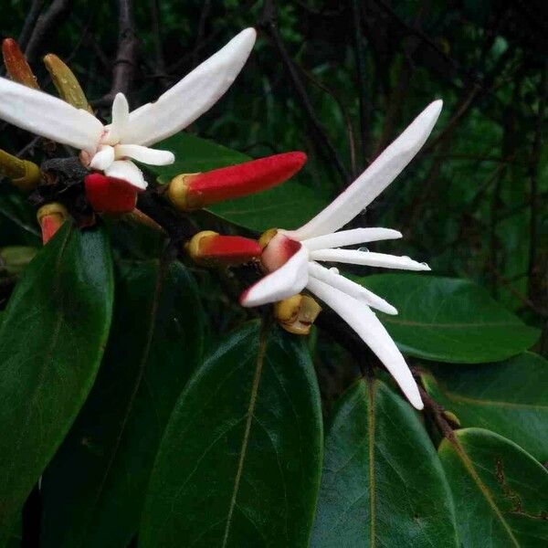 Xylopia aromatica Flower