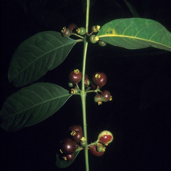 Siparuna guianensis 果實