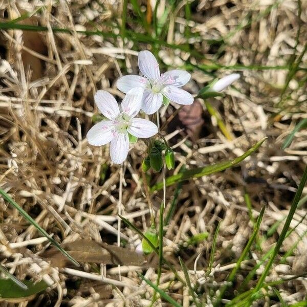 Claytonia virginica Flower