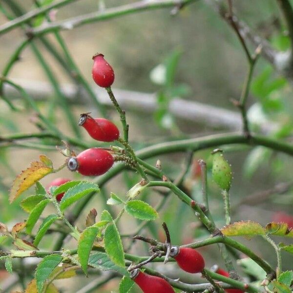 Rosa canina Plod