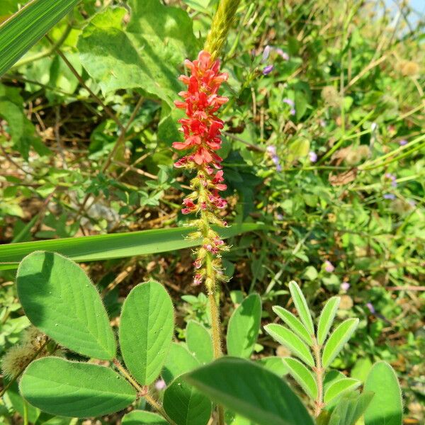 Indigofera hirsuta Fuelha