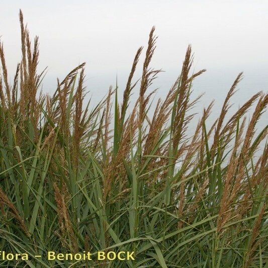 Arundo plinii Natur