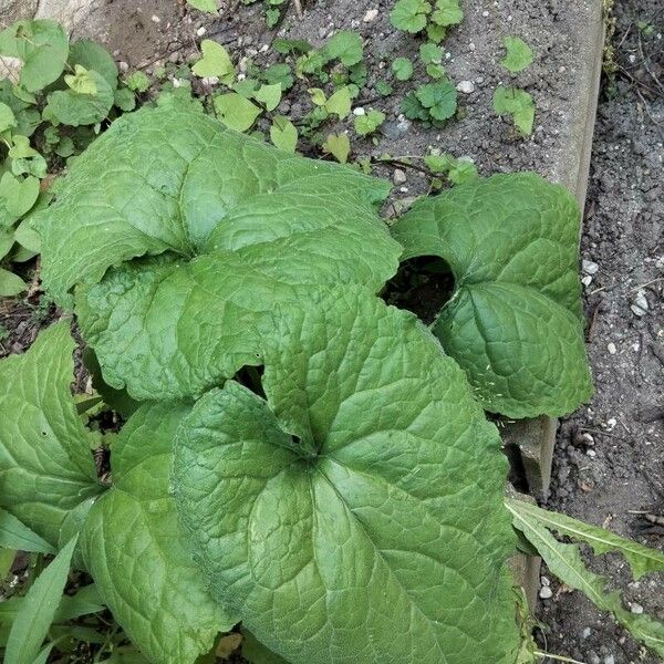 Asarum canadense Leaf