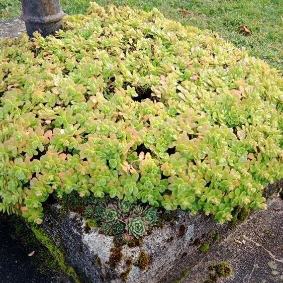 Sedum spathulifolium Habit