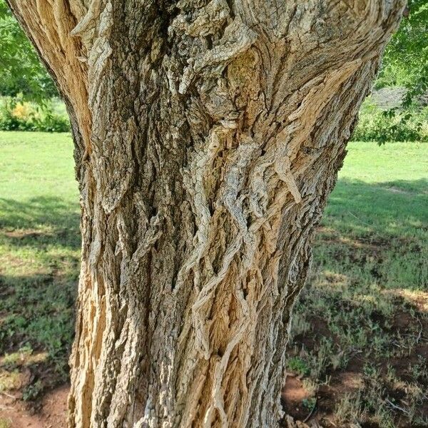 Ulmus americana Casca