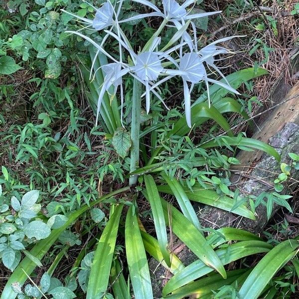 Hymenocallis occidentalis ফুল