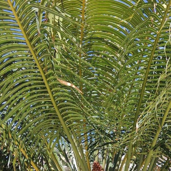 Cycas circinalis Leaf