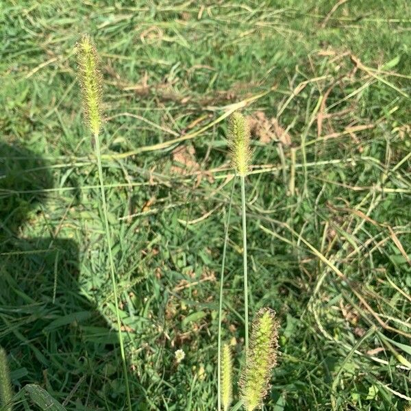 Setaria pumila Blüte