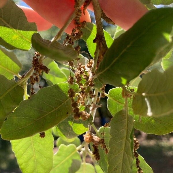 Quercus faginea Цвят