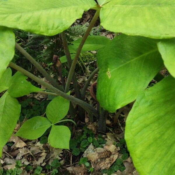 Arisaema triphyllum Habitus