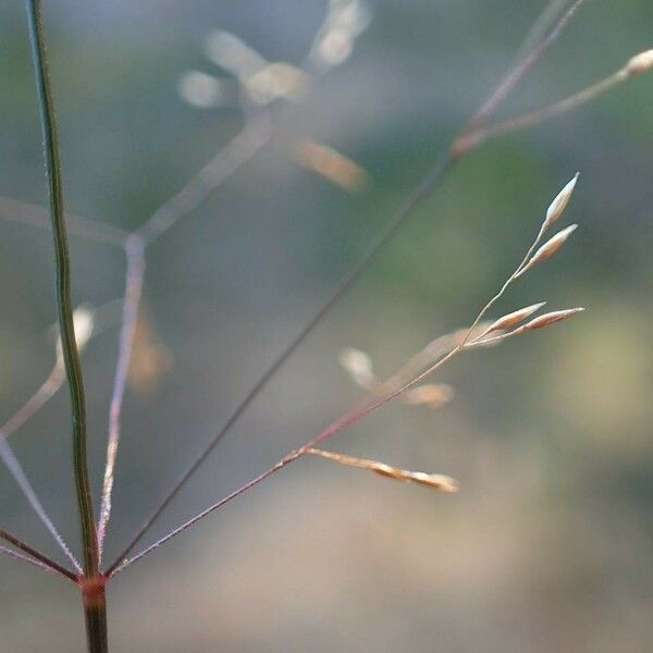 Agrostis stolonifera 整株植物