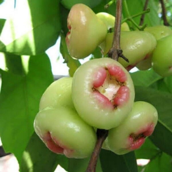 Syzygium malaccense Fruit