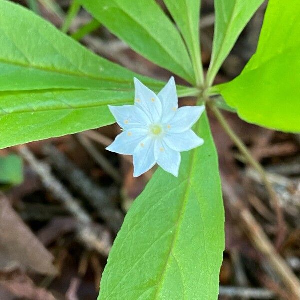 Lysimachia borealis Kvet