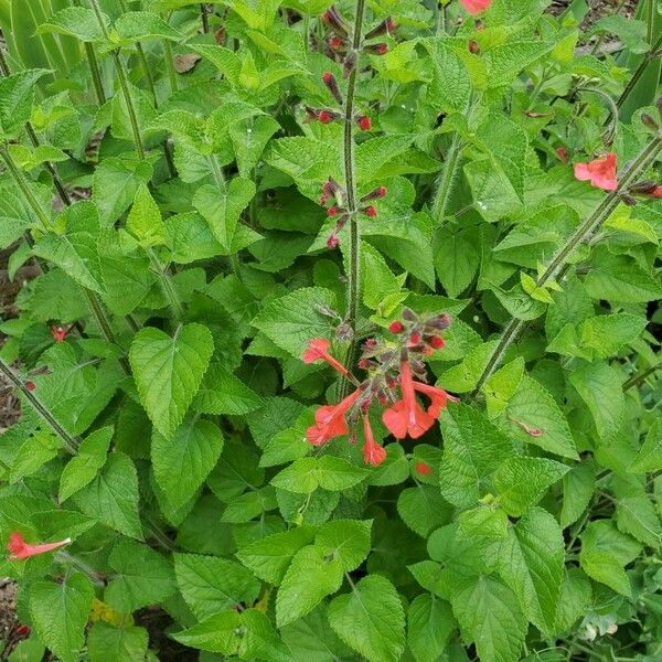 Salvia coccinea Leaf