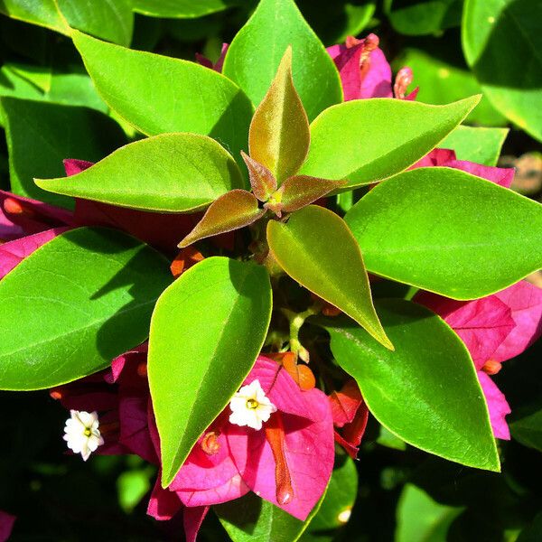 Bougainvillea glabra Folio