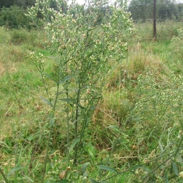 Erigeron canadensis Blad