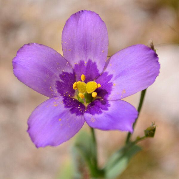 Eustoma exaltatum Кветка