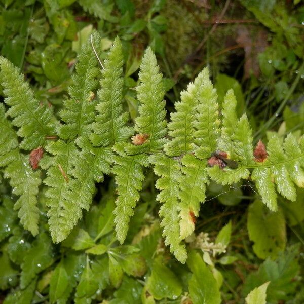 Dryopteris cristata Φύλλο