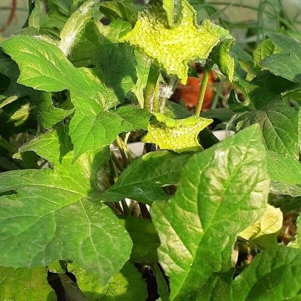 Dorstenia contrajerva Flower