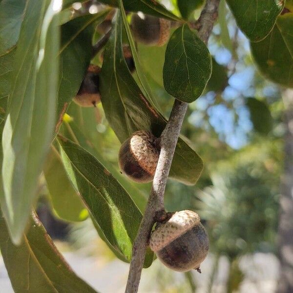 Quercus nigra Fruit