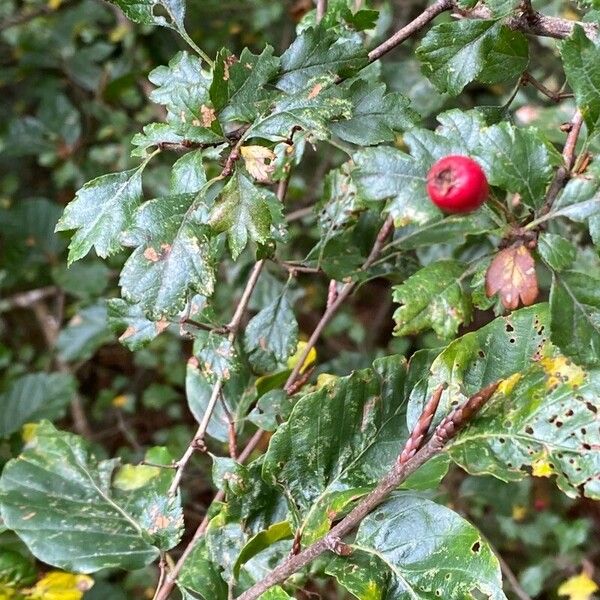 Crataegus x media Blatt