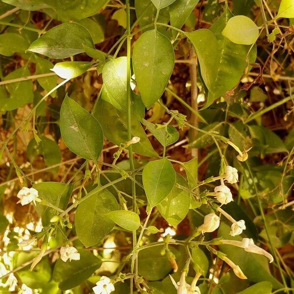 Jasminum fluminense Lehti