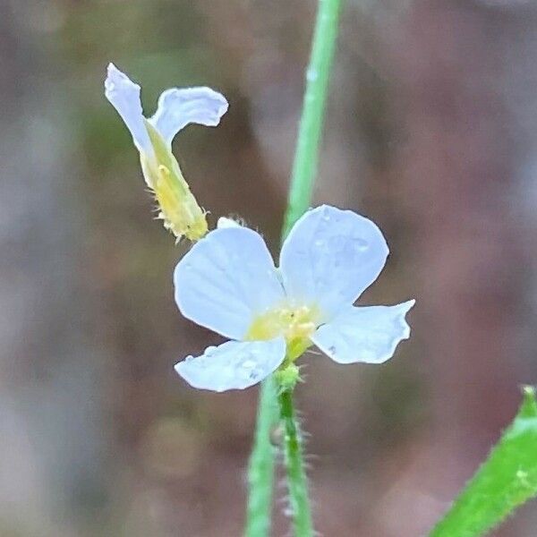 Arabidopsis thaliana Blodyn