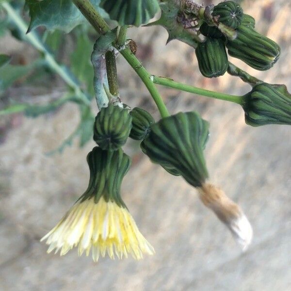 Sonchus oleraceus 花