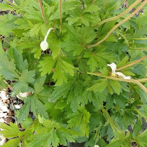 Anemonoides sylvestris 葉