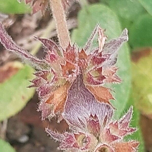 Stachys alpina 花