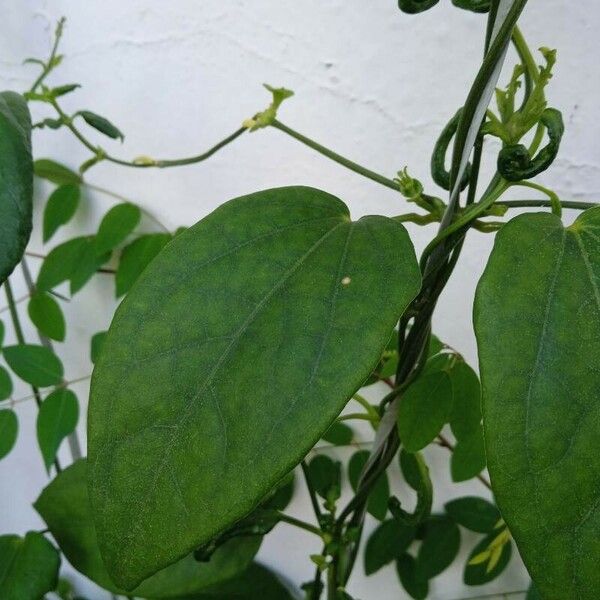 Thunbergia fragrans Fulla