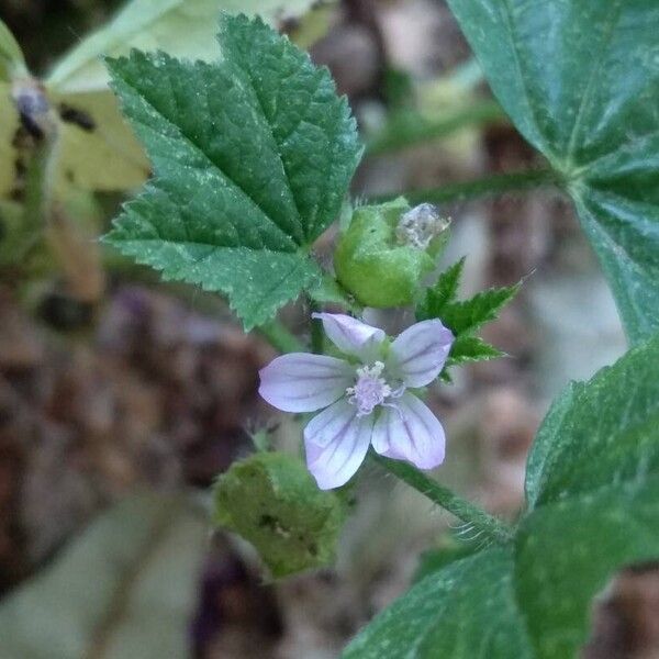 Malva parviflora Квітка